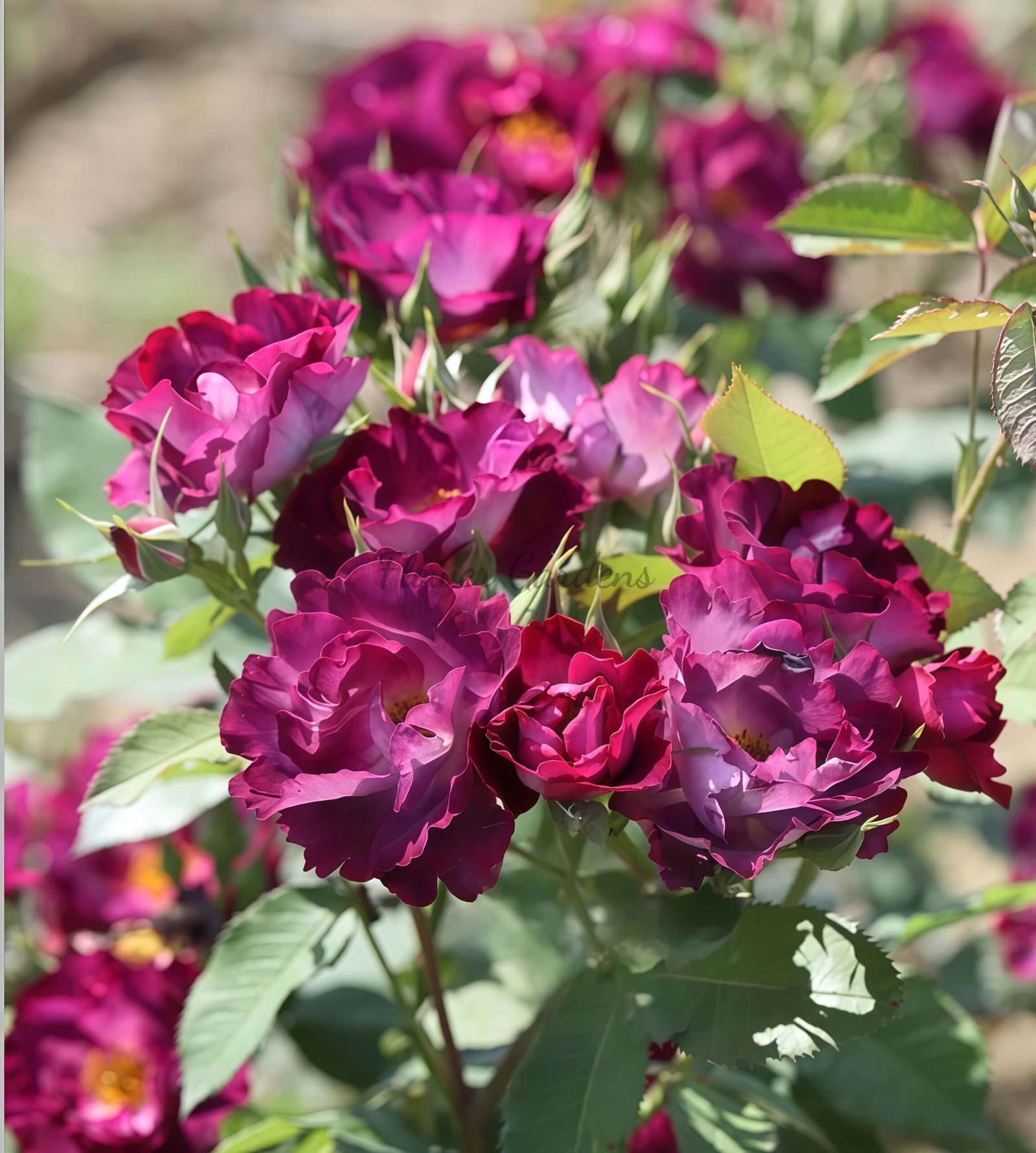 Princesse Sibila de Luxembourg Rose丨Flower Gardens
