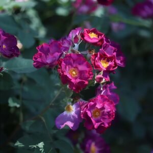 Princesse Sibila de Luxembourg Rose plant丨Flower Gardens