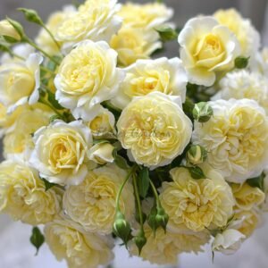 Prunelle Rose plant丨Flower Gardens