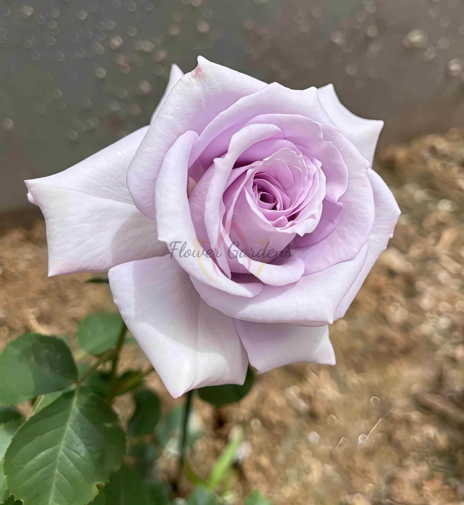 Qianchonglan Rose丨Flower Gardens