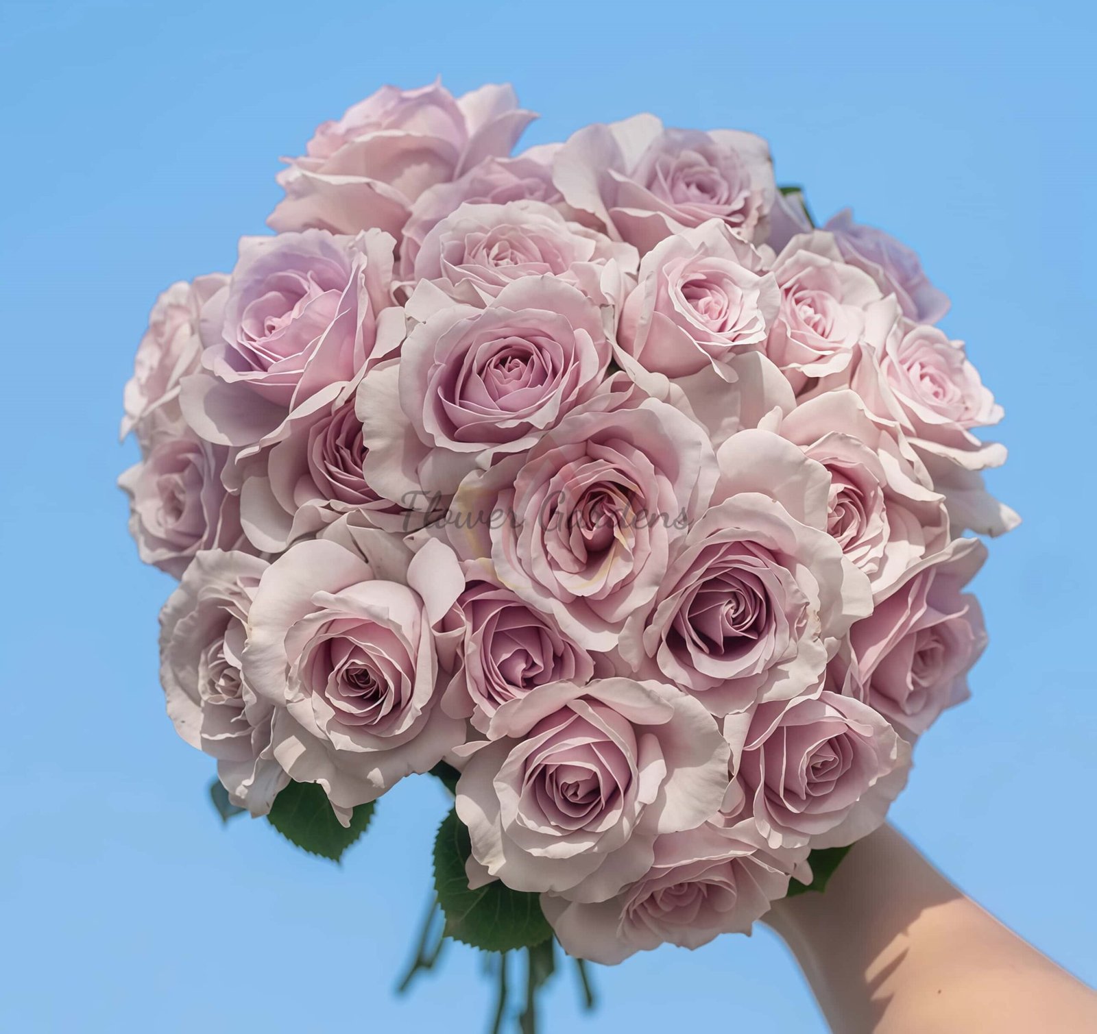 Qianchonglan Rose plant丨Flower Gardens