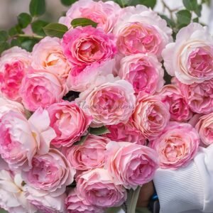 Qiluoxiang Rose丨Flower Gardens