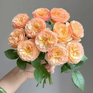 Qing shu Rose丨Flower Gardens