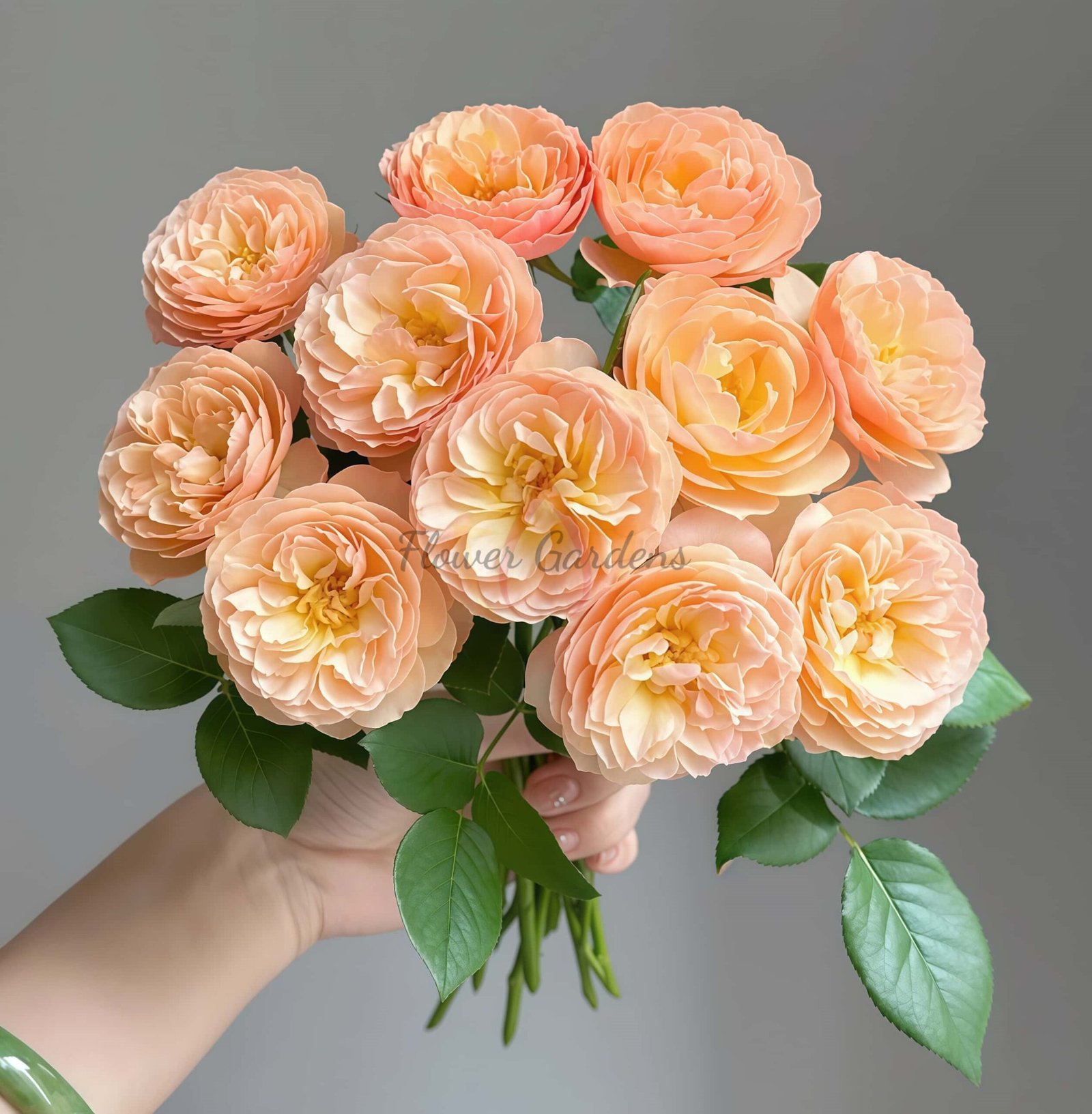 Qing shu Rose丨Flower Gardens