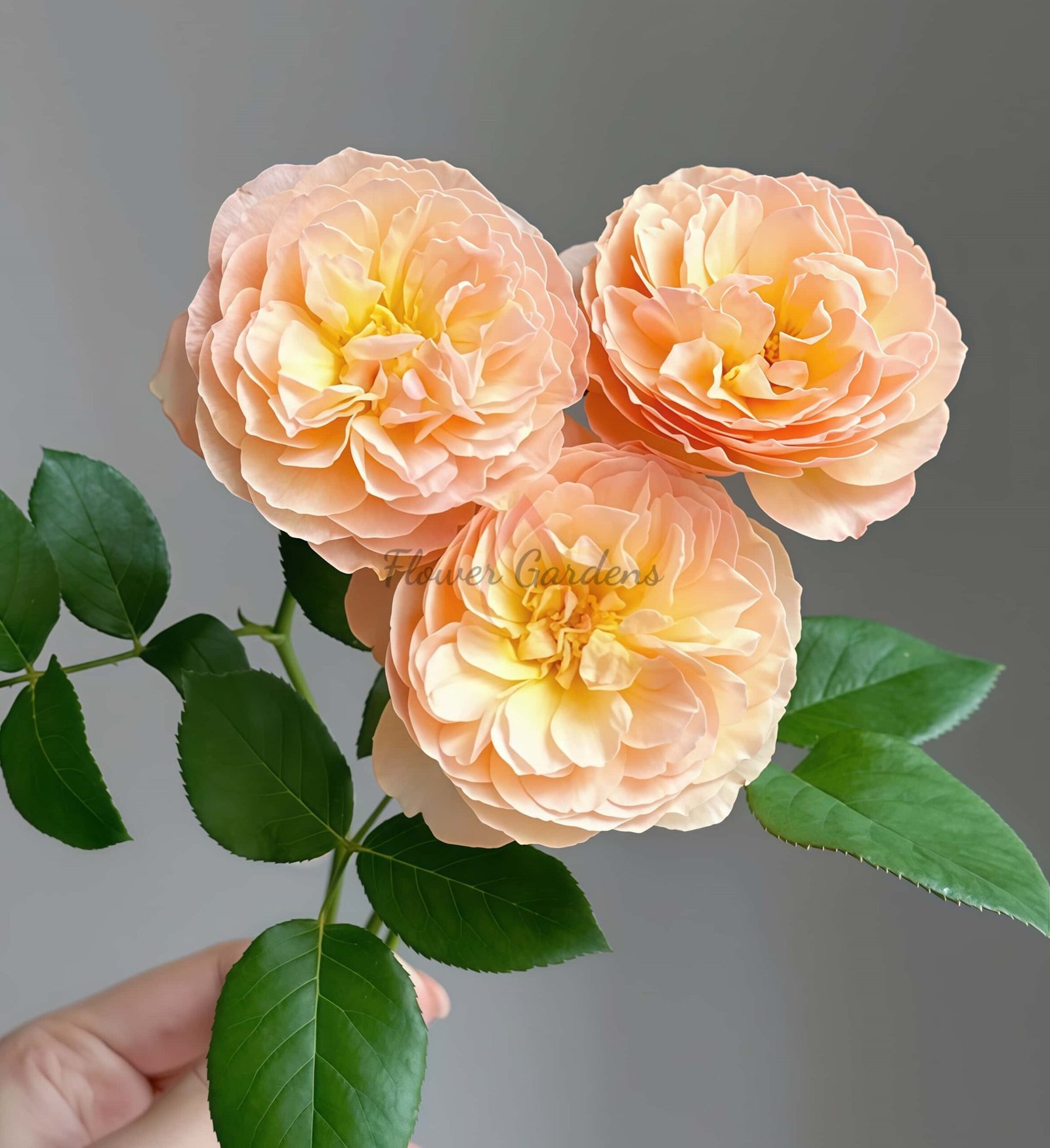 Qing shu Rose for sale丨Flower Gardens