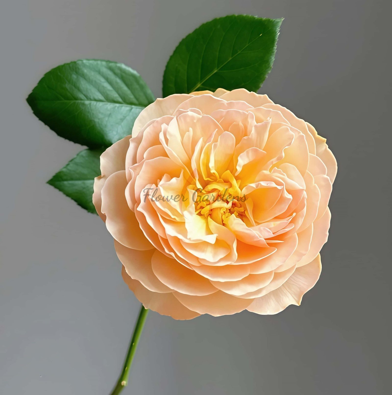 Qing shu Rose丨Flower Gardens