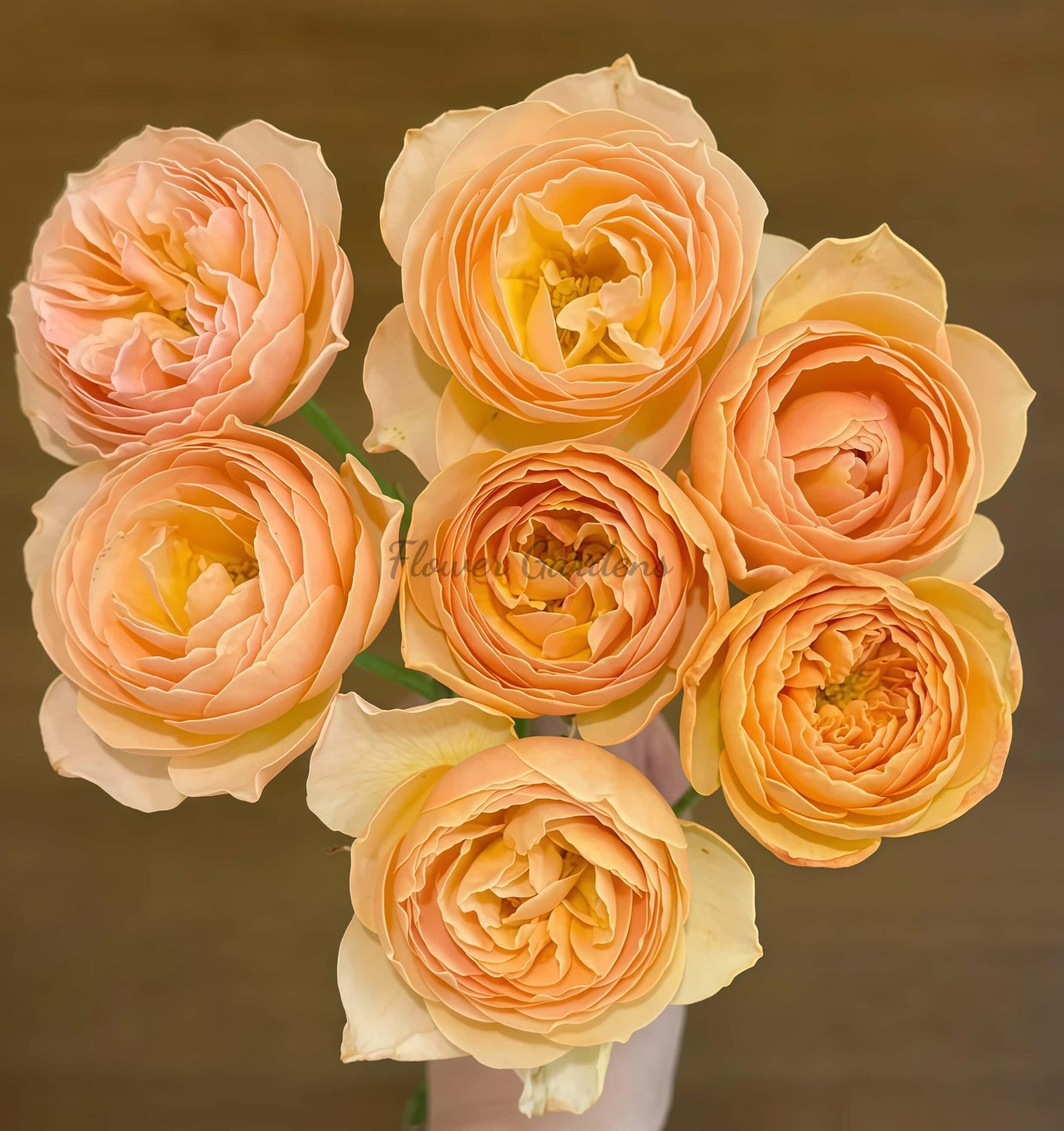 Qing shu Rose plant丨Flower Gardens