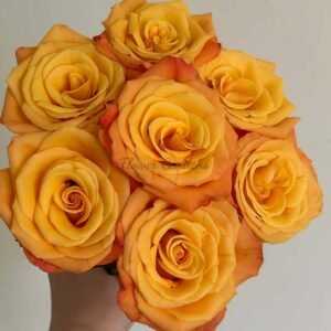 Qinghuai Rose for sale丨Flower Gardens