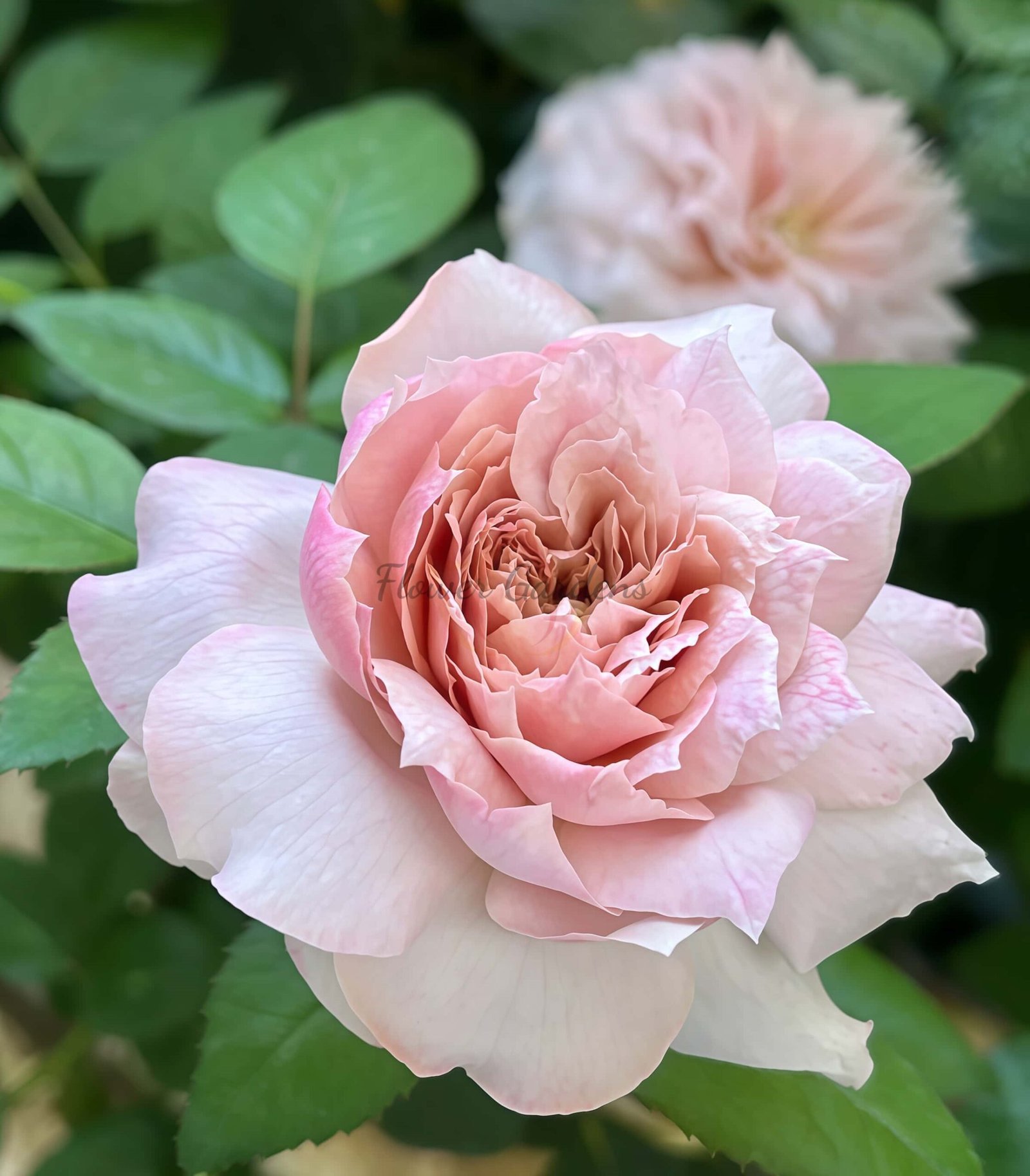 Qingleng Rose for sale丨Flower Gardens