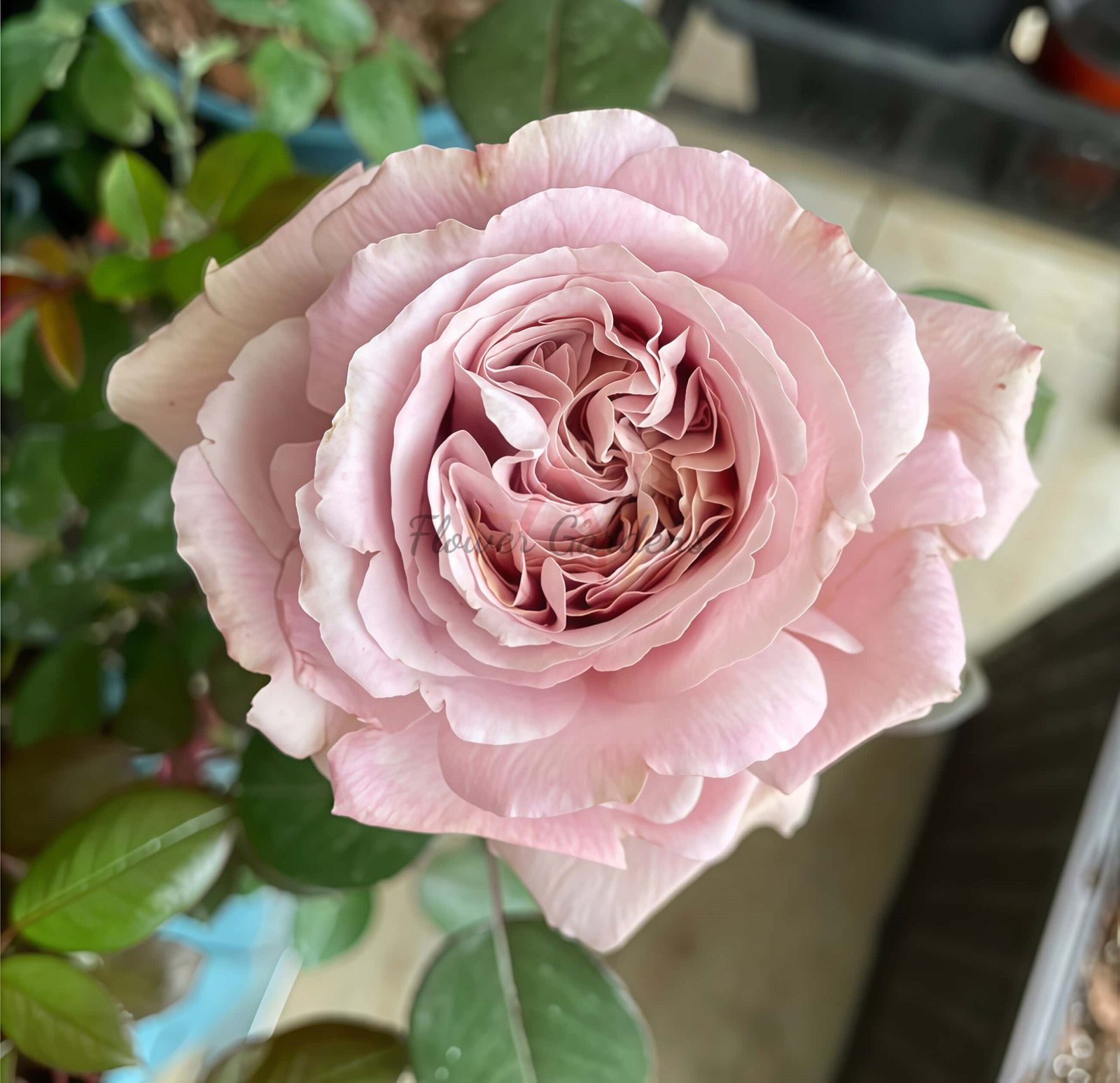 Qingleng Rose丨Flower Gardens