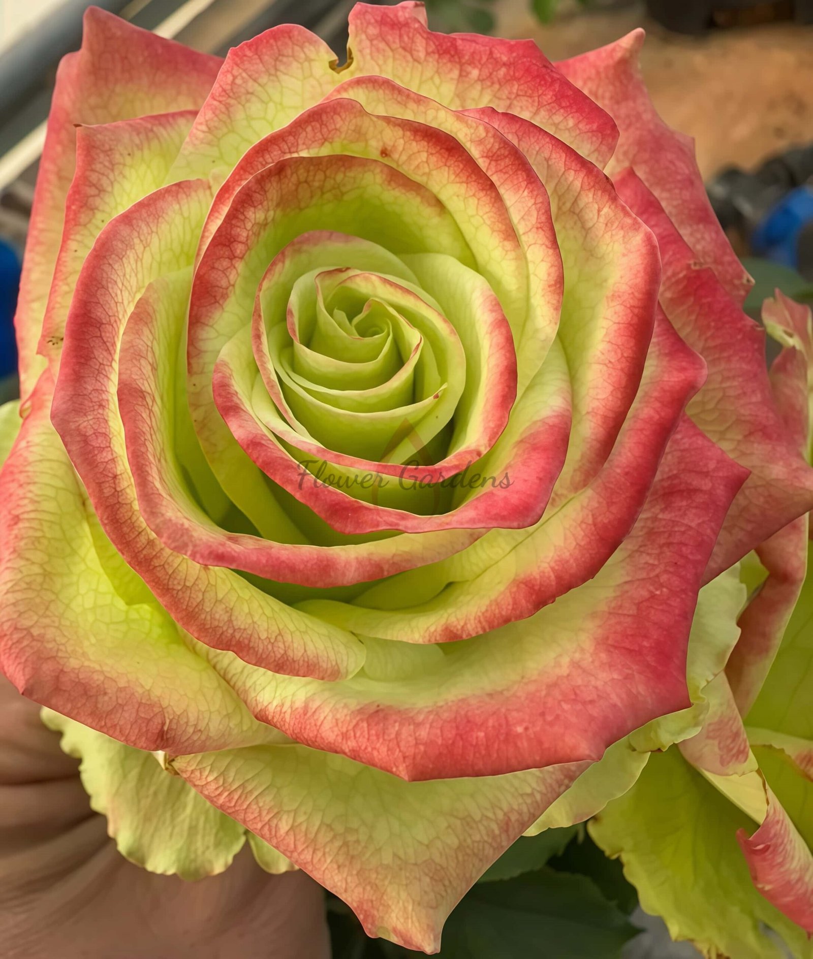 Qingpingguo Rose丨Flower Gardens