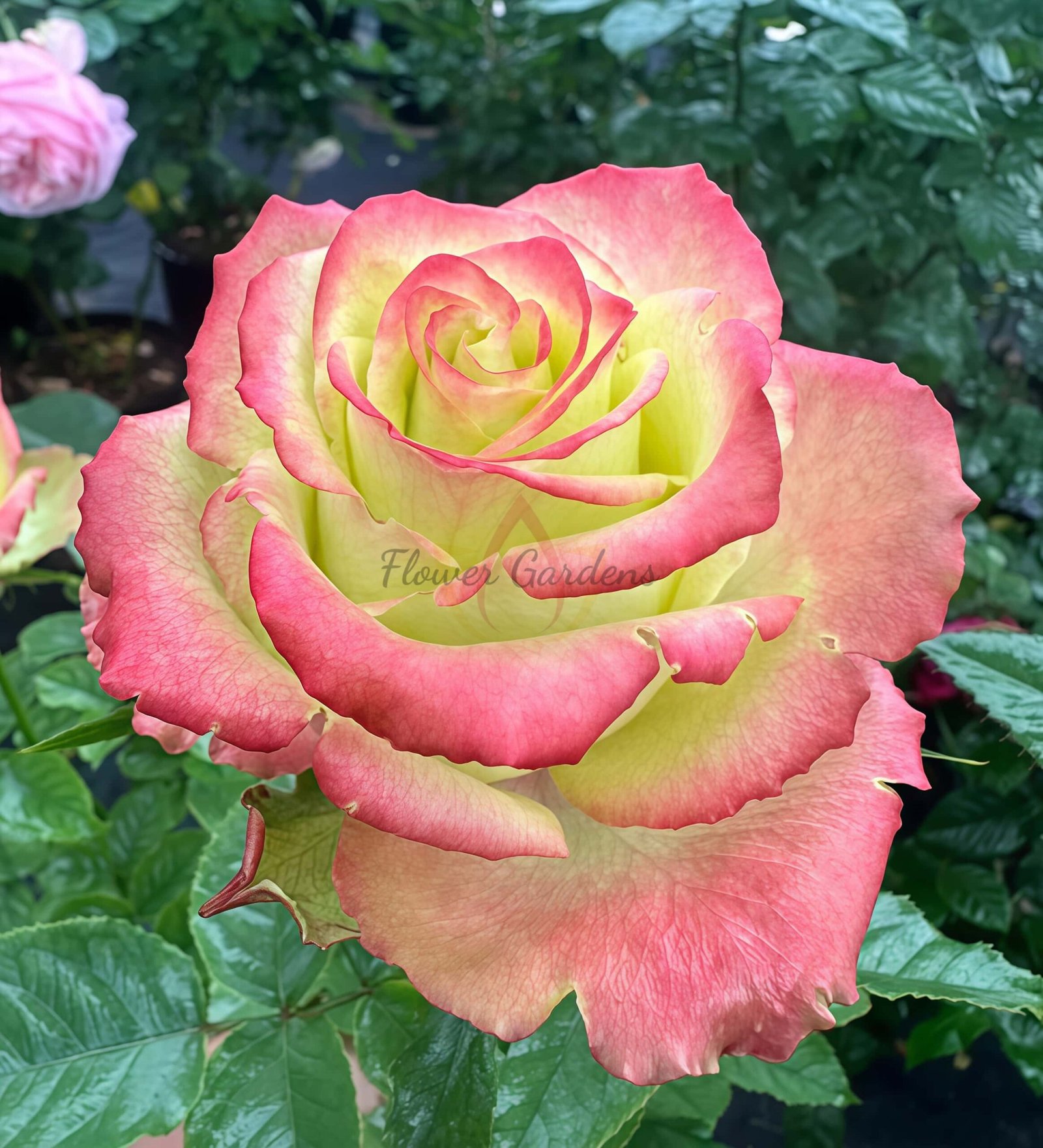 Qingpingguo Rose for sale丨Flower Gardens