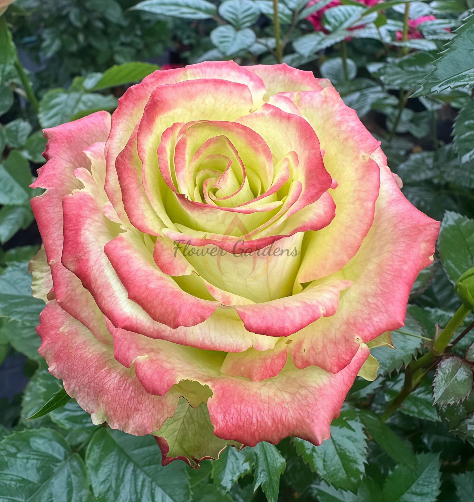 Qingpingguo Rose丨Flower Gardens