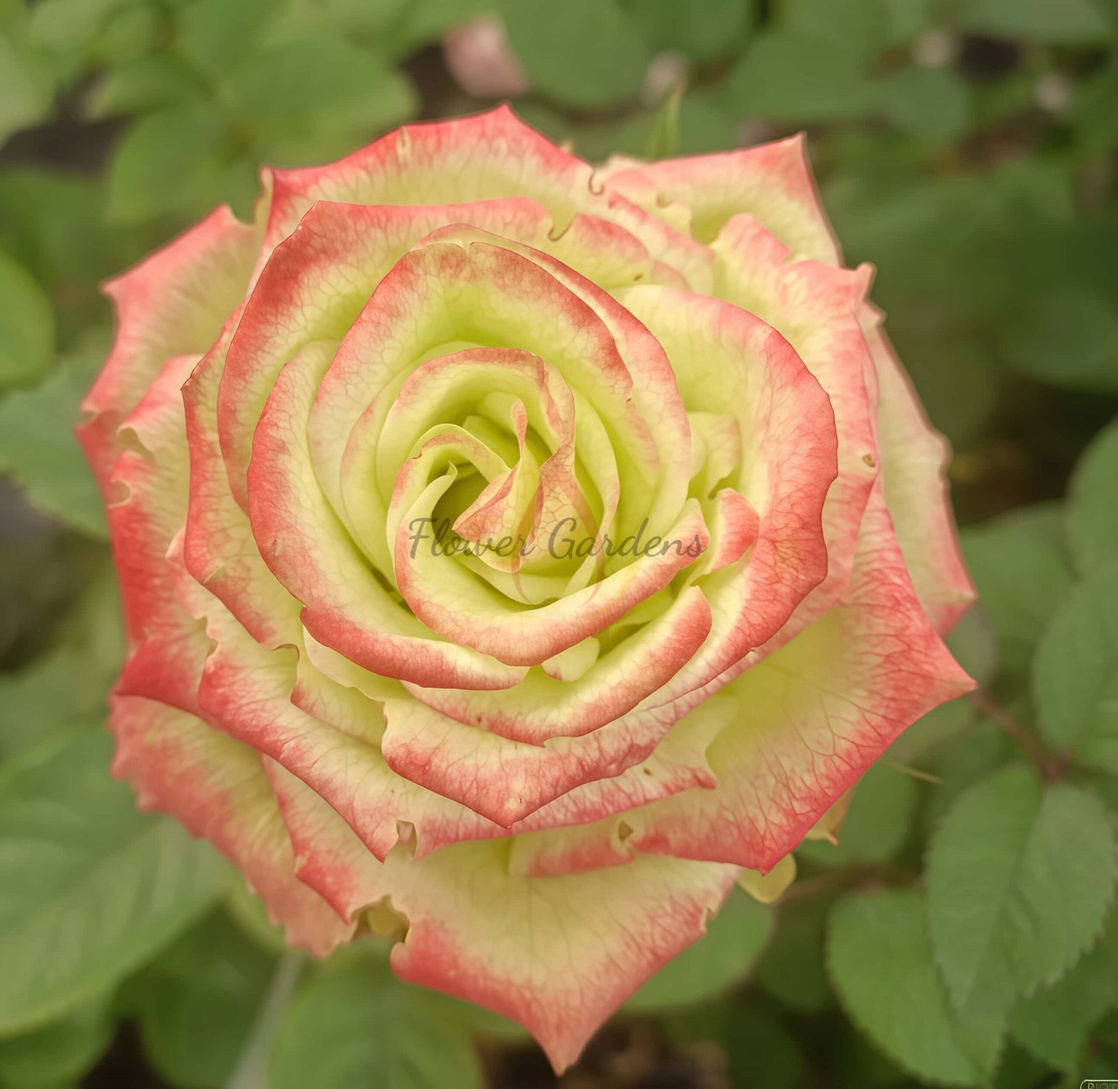 Qingpingguo Rose plant丨Flower Gardens