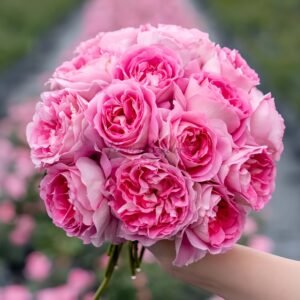 Qingrou Rose for sale丨Flower Gardens