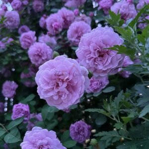 RAlny Blue Rose plant丨Flower Gardens