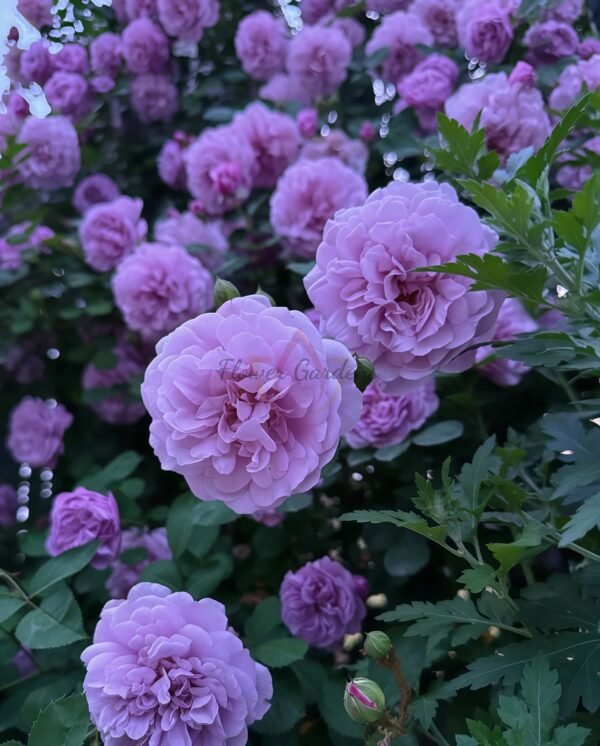RAlny Blue Rose plant丨Flower Gardens