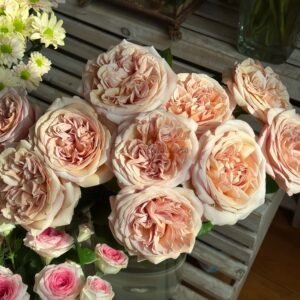 Rallve des Gazelles Rose丨Flower Gardens