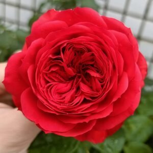 Red Apple Rose plant丨Flower Gardens