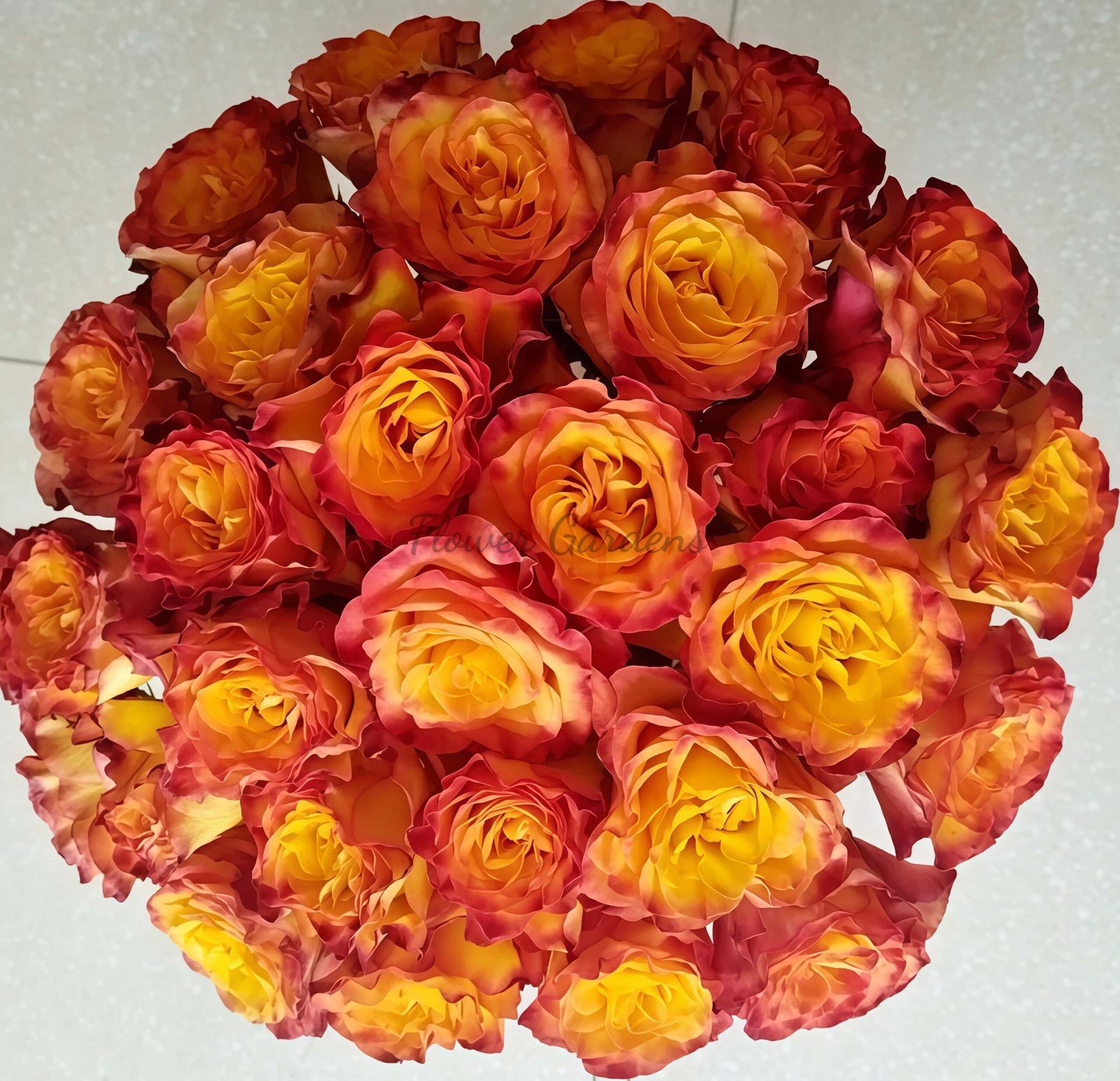 Rhapsody Rose丨Flower Gardens