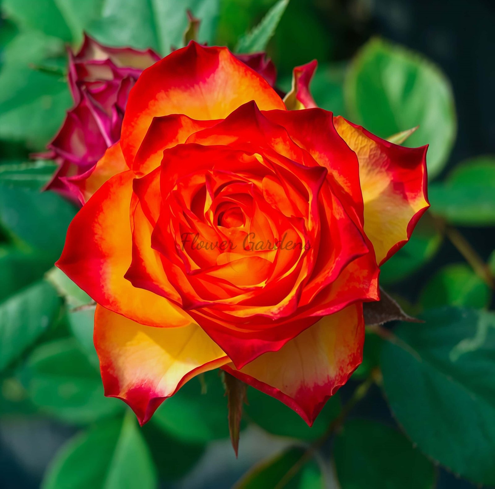 Rhapsody Rose for sale丨Flower Gardens