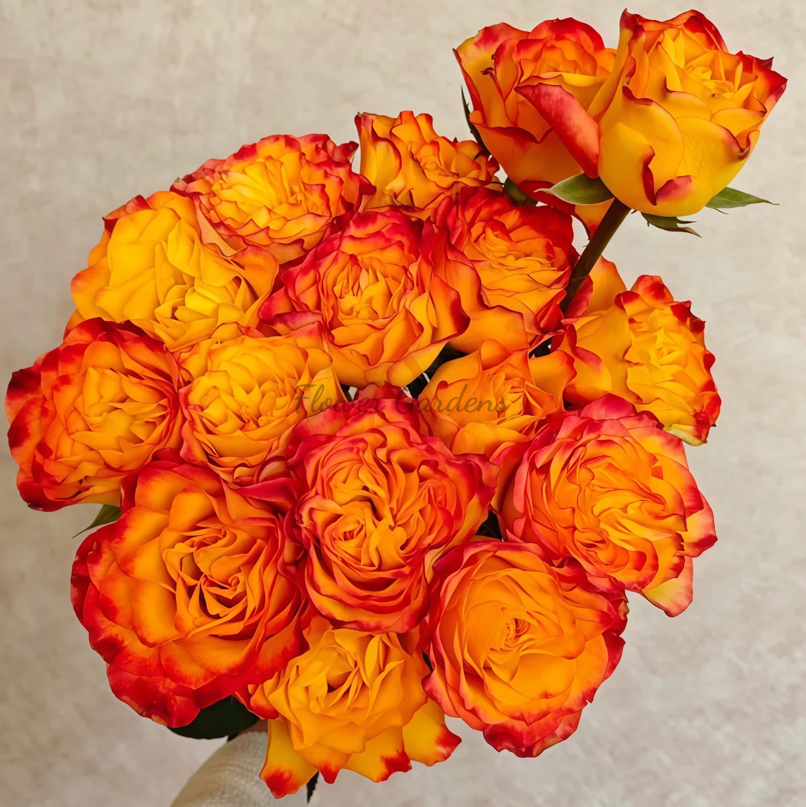 Rhapsody Rose丨Flower Gardens