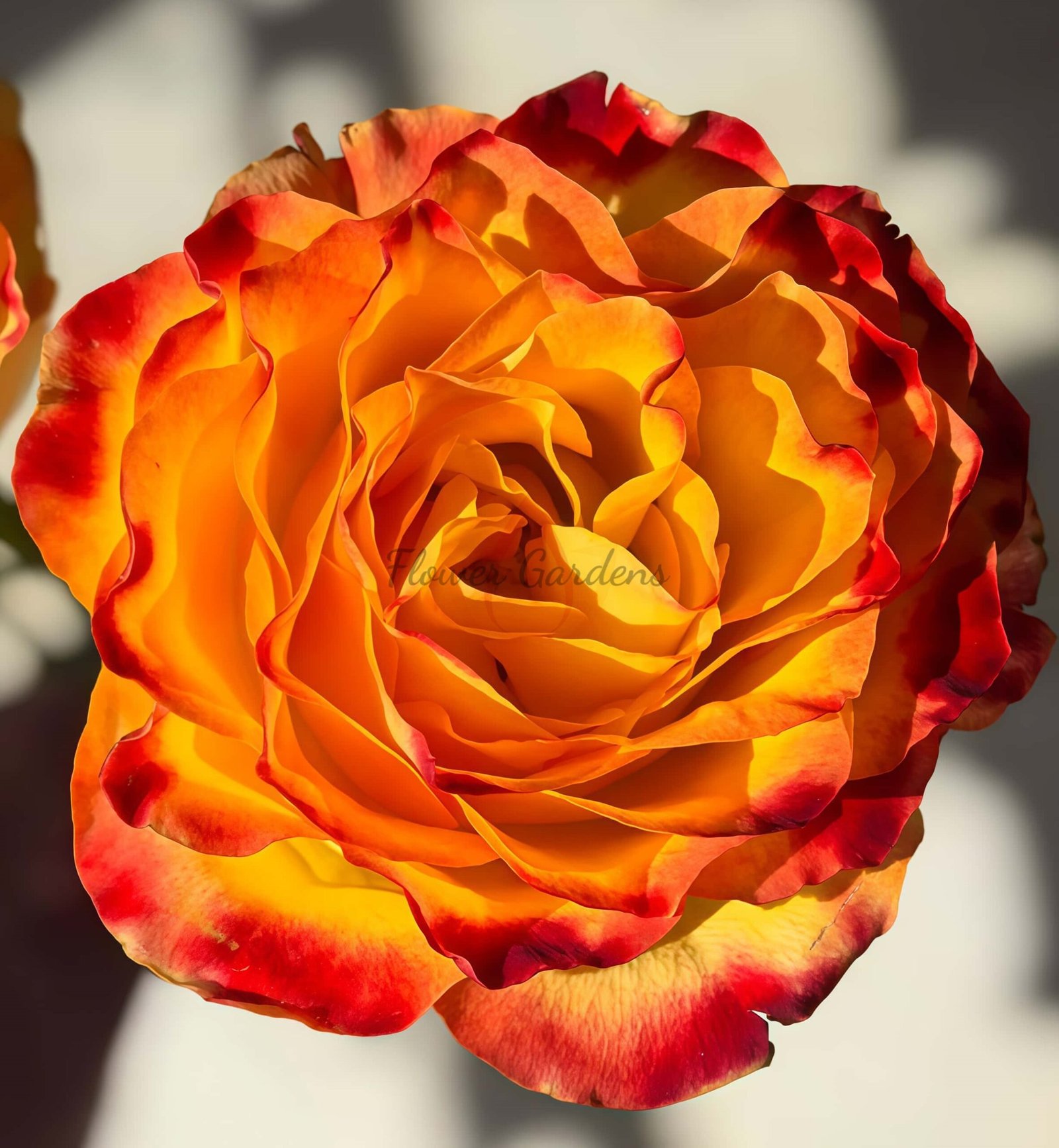 Rhapsody Rose plant丨Flower Gardens