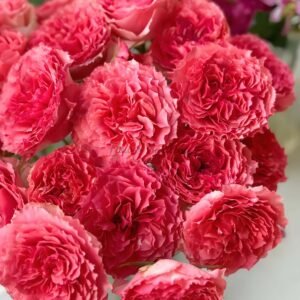 Rose Corona plant丨Flower Gardens