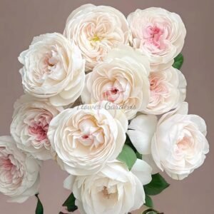 Rosé de Lune Rose丨Flower Gardens