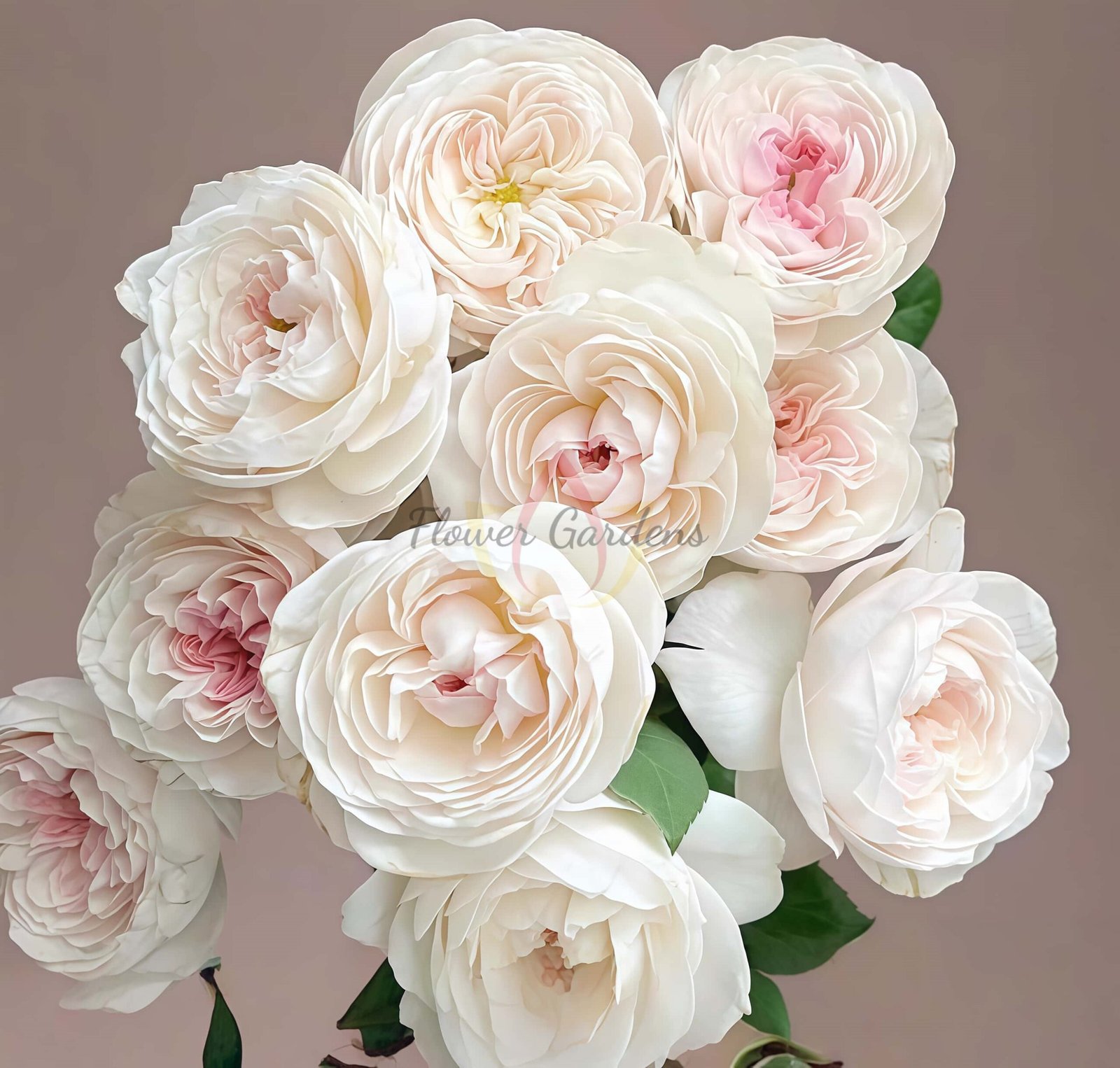 Rosé de Lune Rose丨Flower Gardens