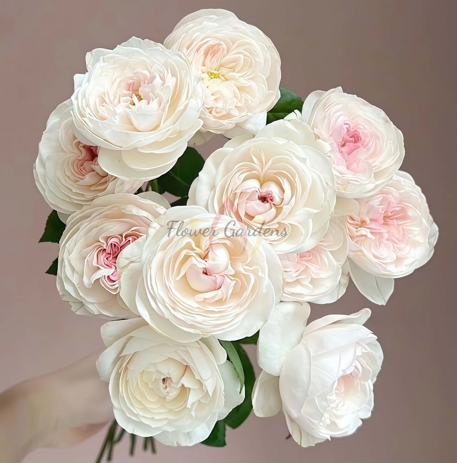 Rosé de Lune Rose for sale丨Flower Gardens