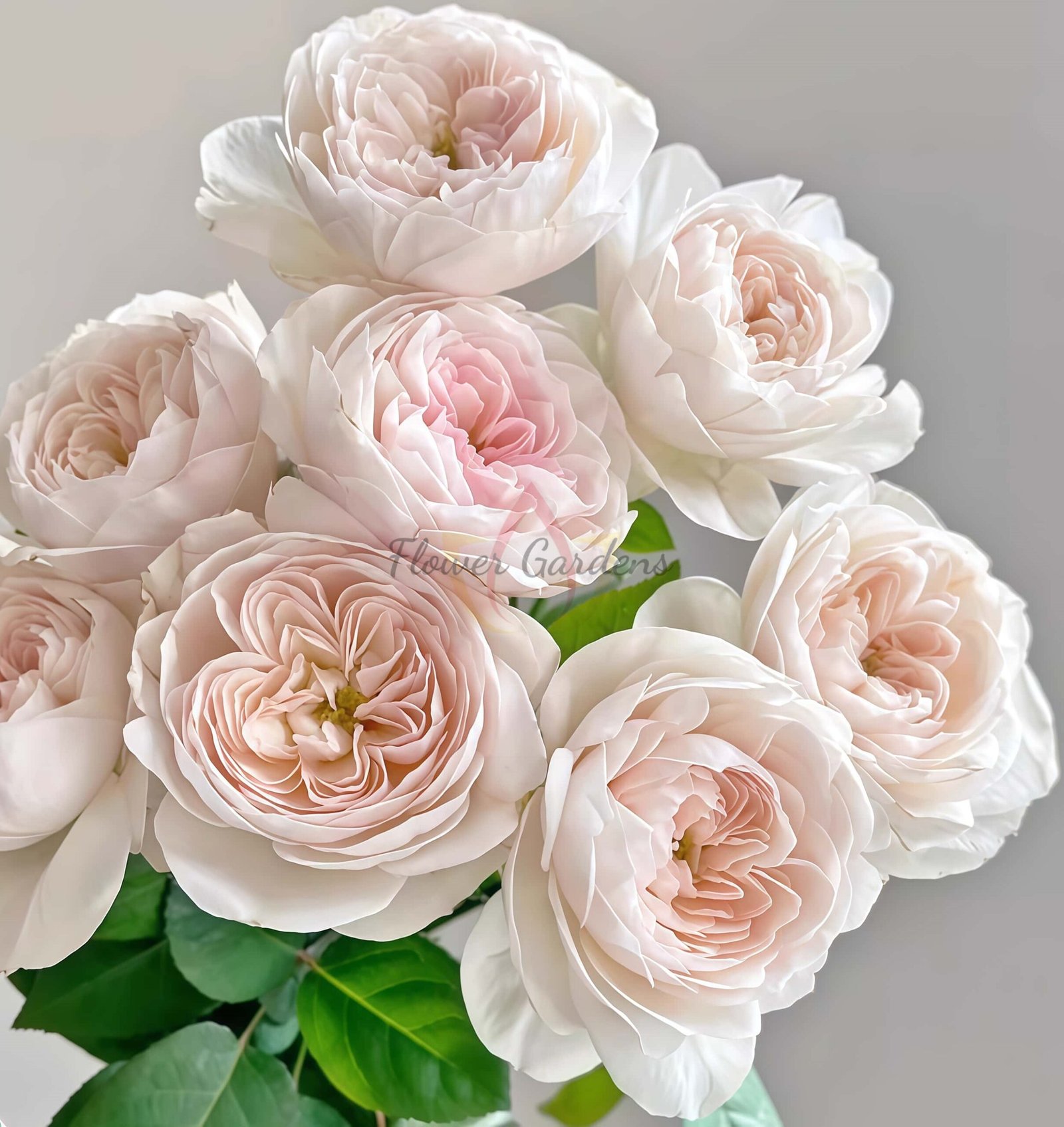 Rosé de Lune Rose丨Flower Gardens