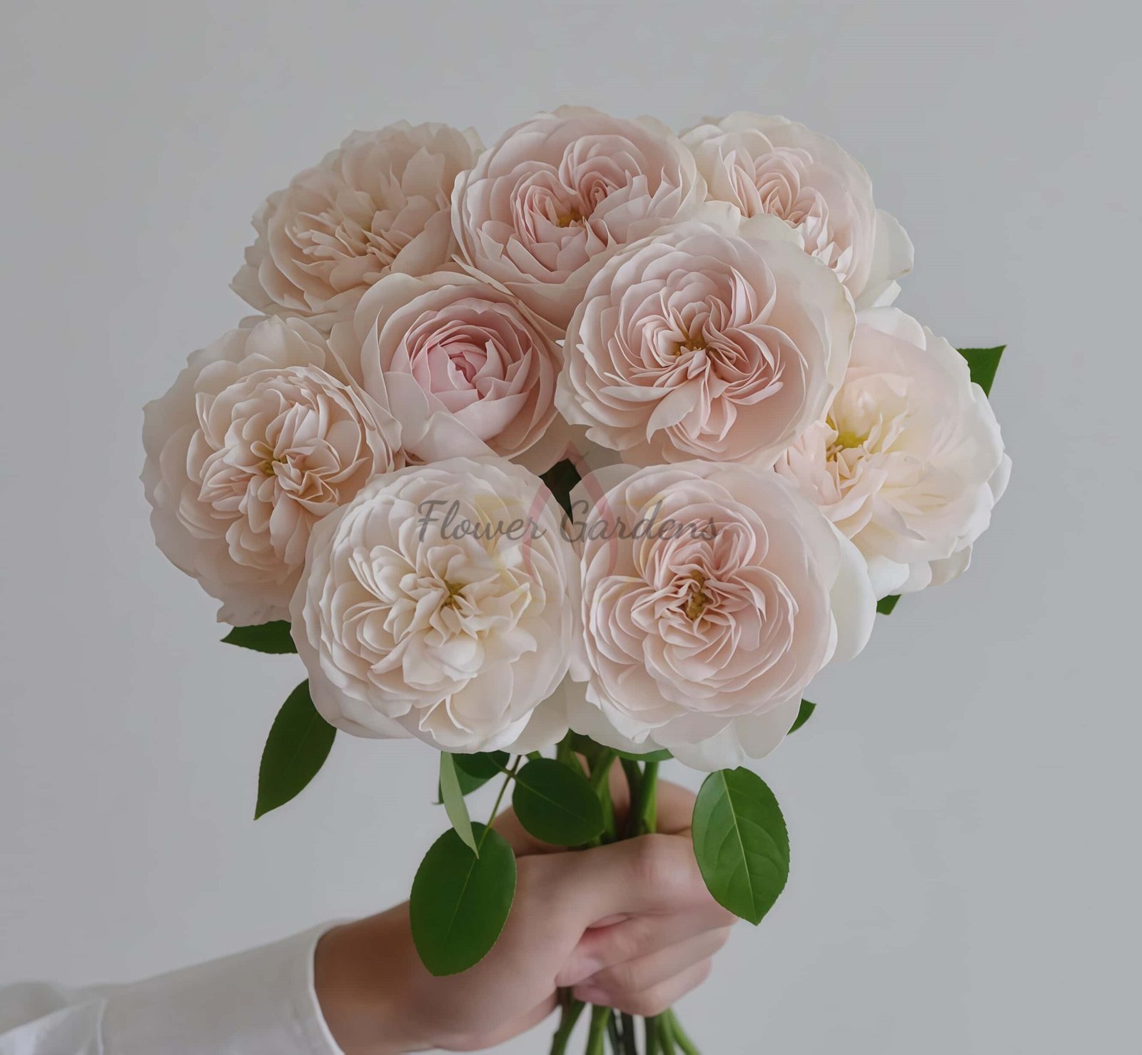 Rosé de Lune Rose plant丨Flower Gardens