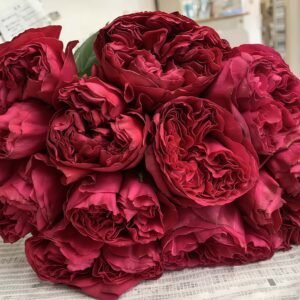 Rospberry Elegance Rose for sale丨Flower Gardens