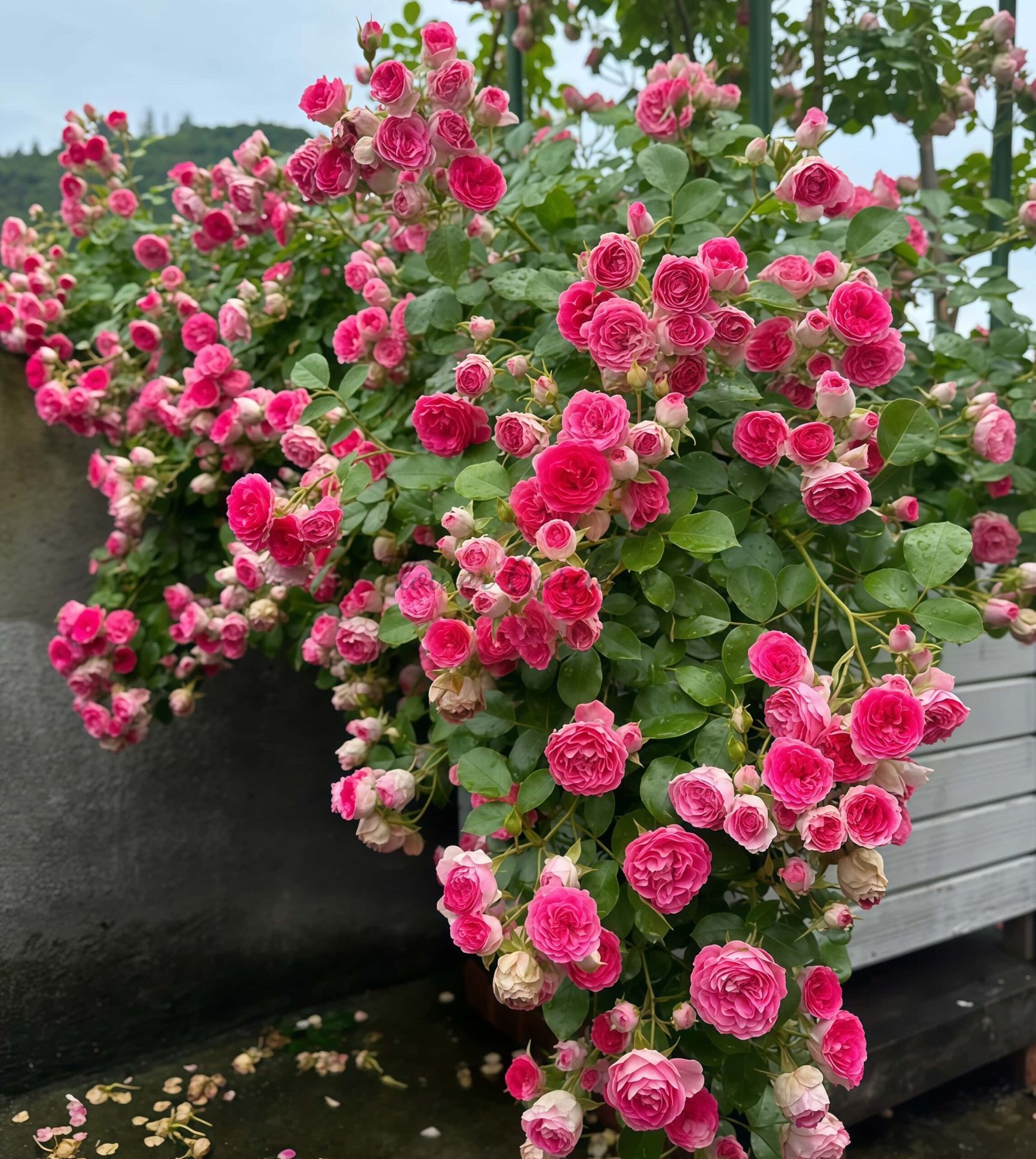 Rouge Button Rose丨Flower Gardens