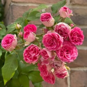 Rouge Button Rose for sale丨Flower Gardens