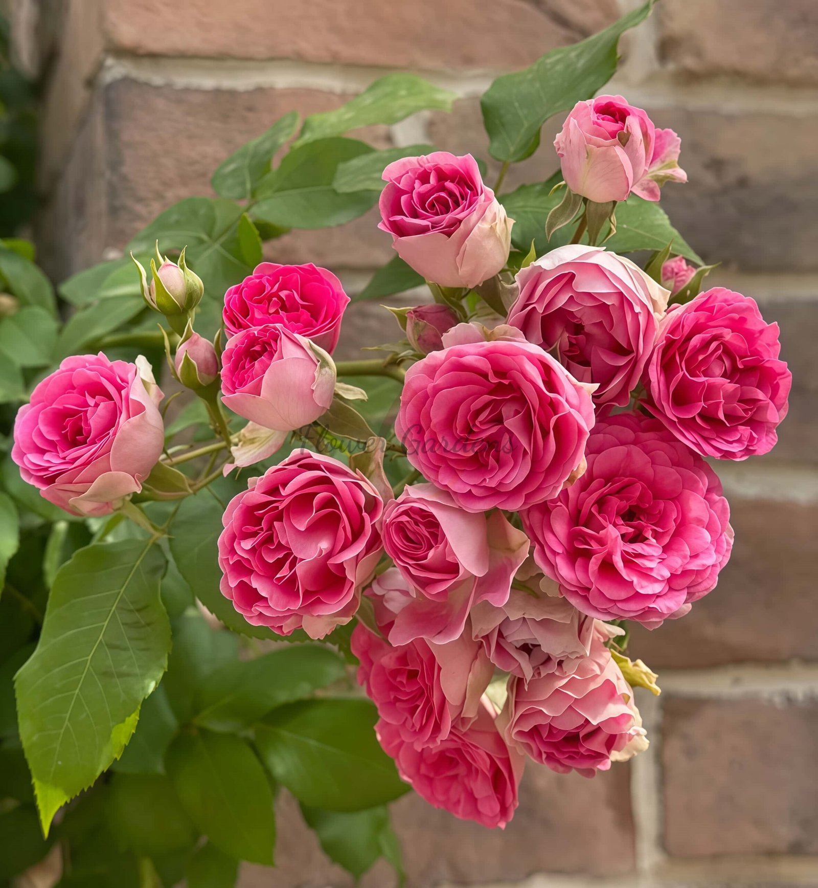 Rouge Button Rose for sale丨Flower Gardens