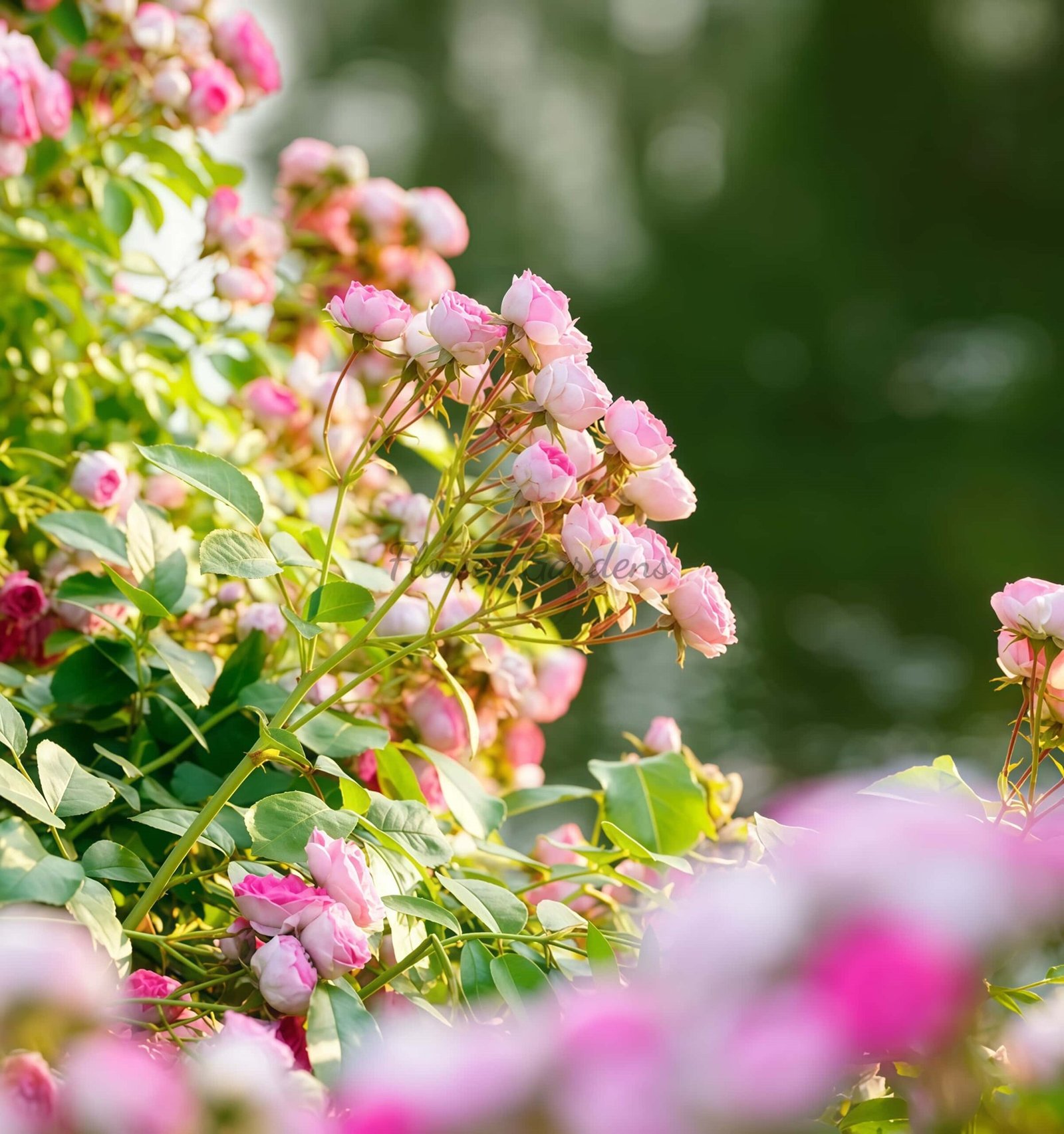 Rouge Button Rose plant丨Flower Gardens