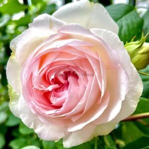 Roxanne Rose丨Flower Gardens