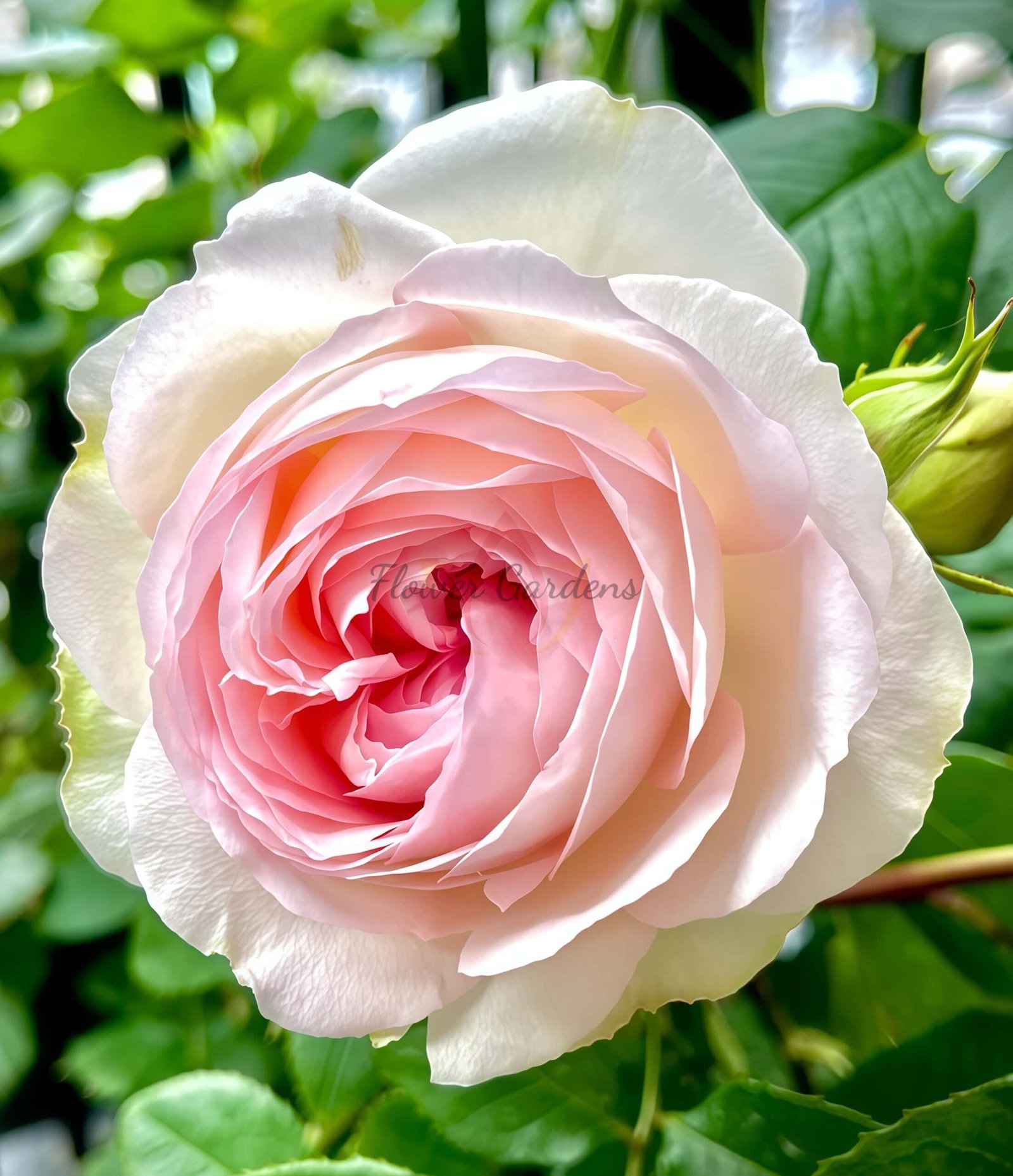 Roxanne Rose丨Flower Gardens