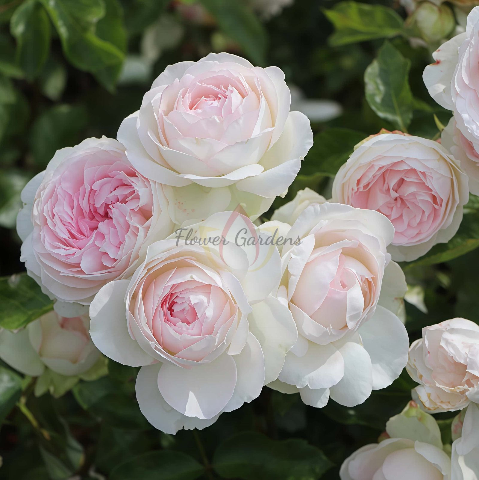 Roxanne Rose for sale丨Flower Gardens