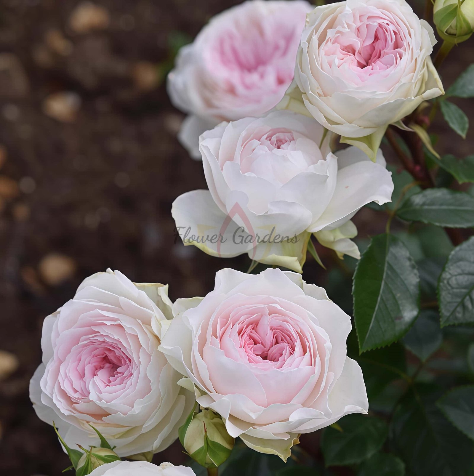 Roxanne Rose丨Flower Gardens