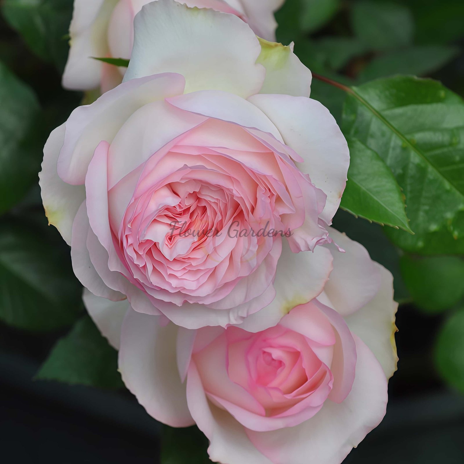 Roxanne Rose plant丨Flower Gardens