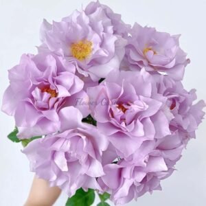 Salon Rose for sale丨Flower Gardens