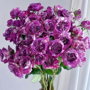 Scented Jewel Rose plant丨Flower Gardens