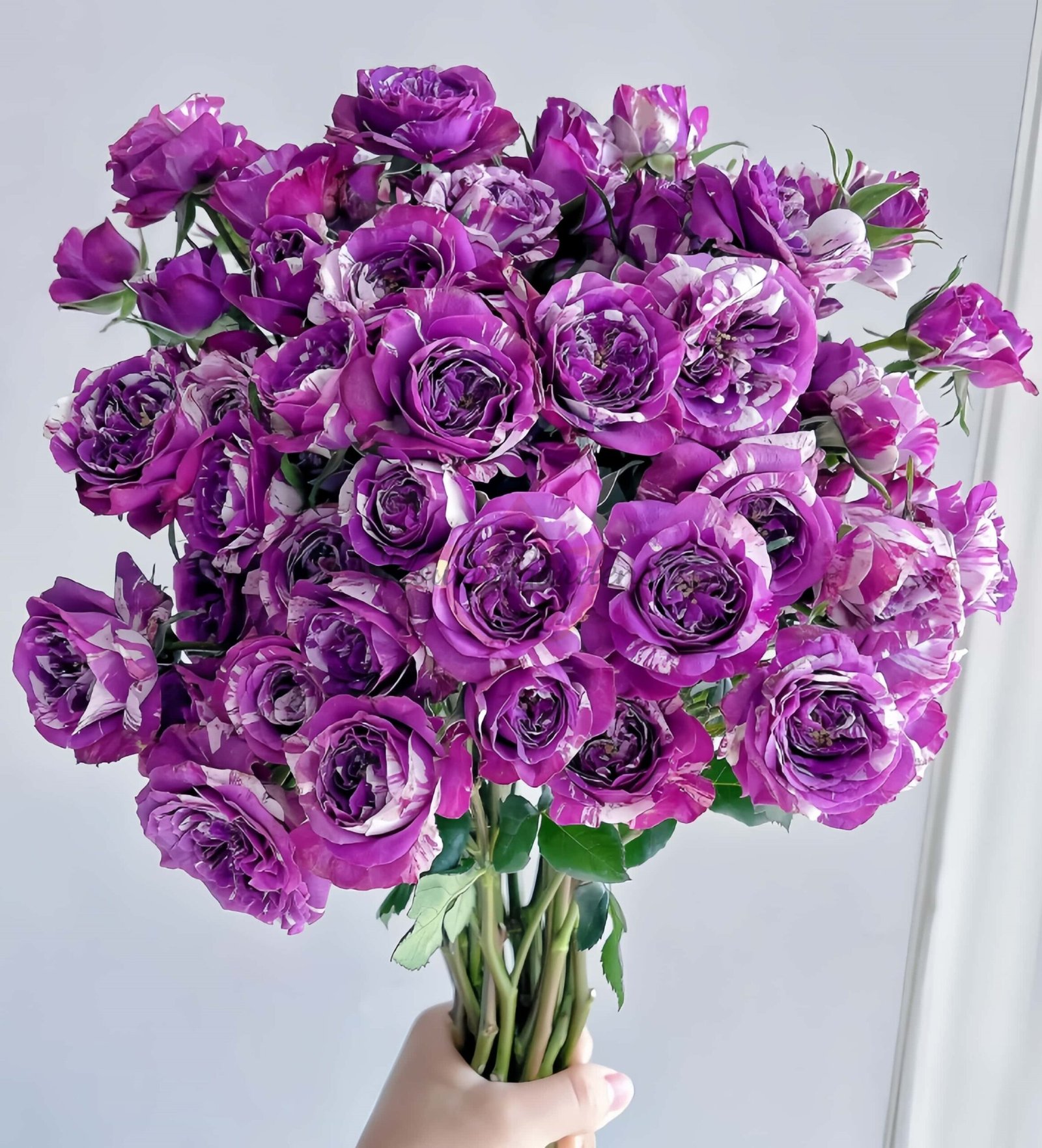 Scented Jewel Rose for sale丨Flower Gardens