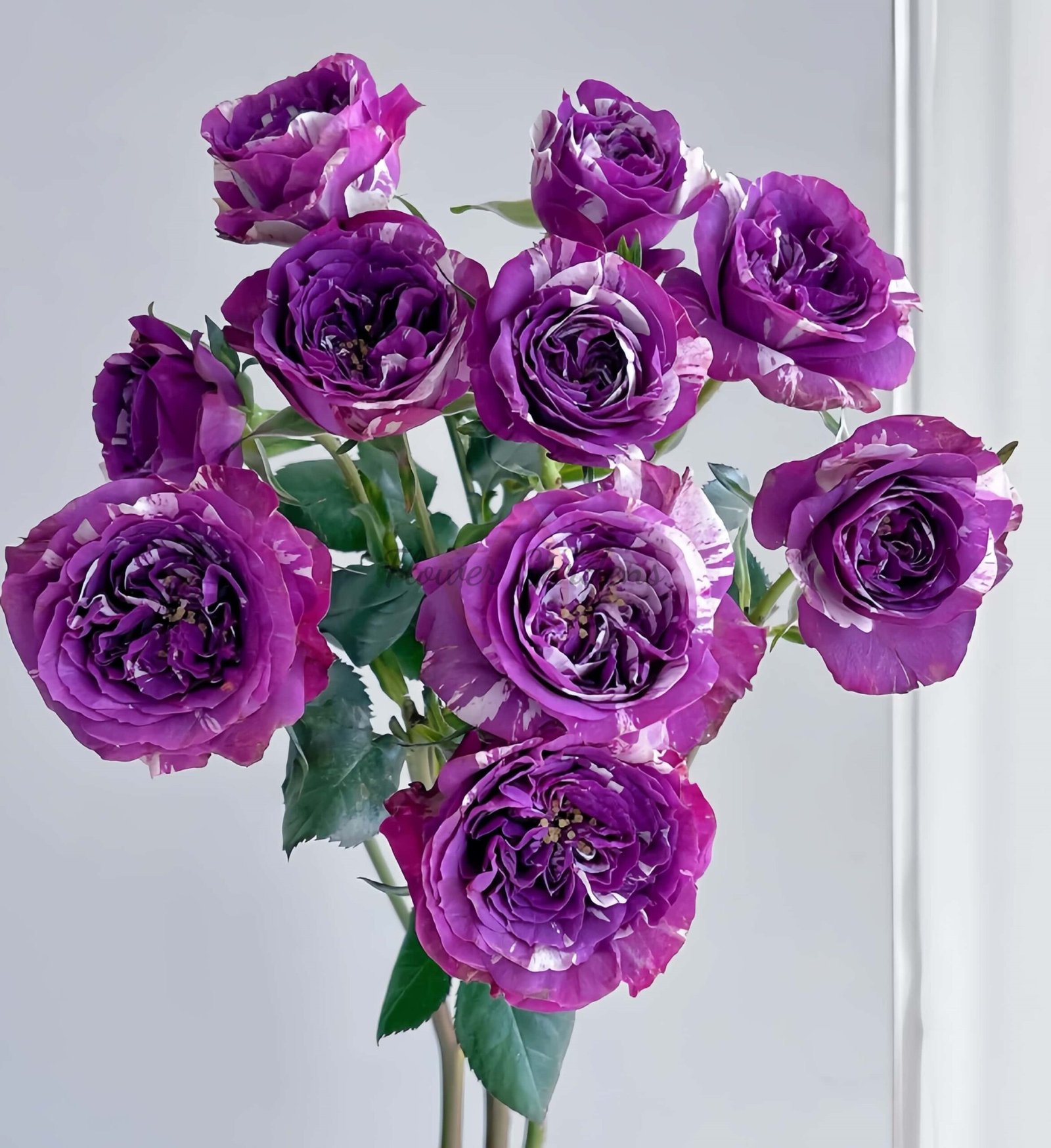 Scented Jewel Rose丨Flower Gardens