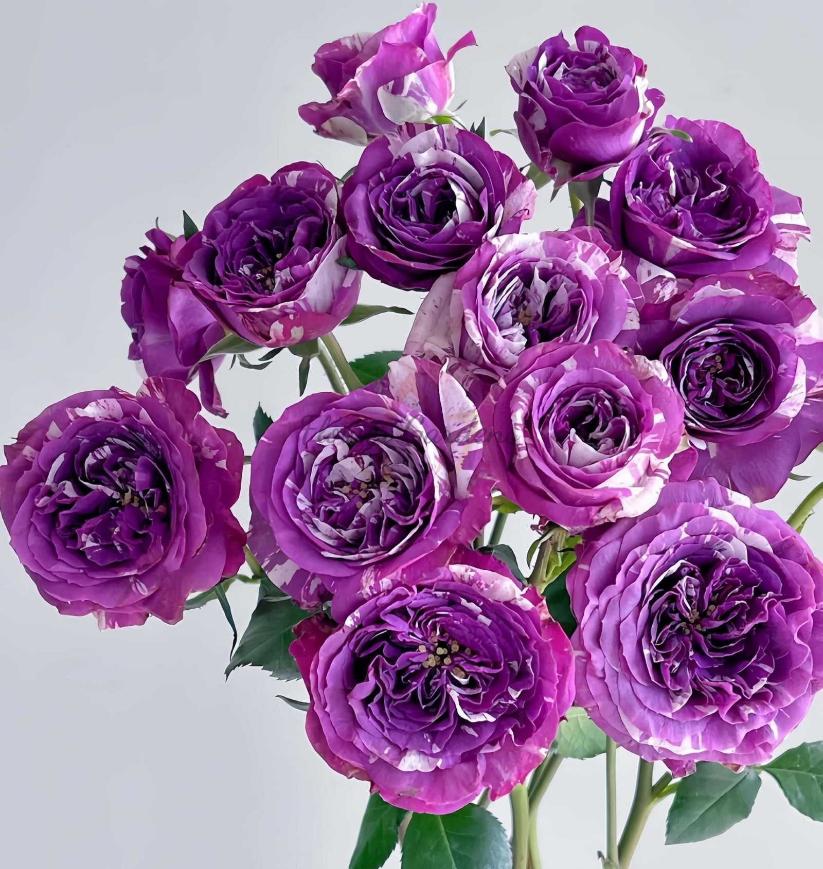 Scented Jewel Rose丨Flower Gardens