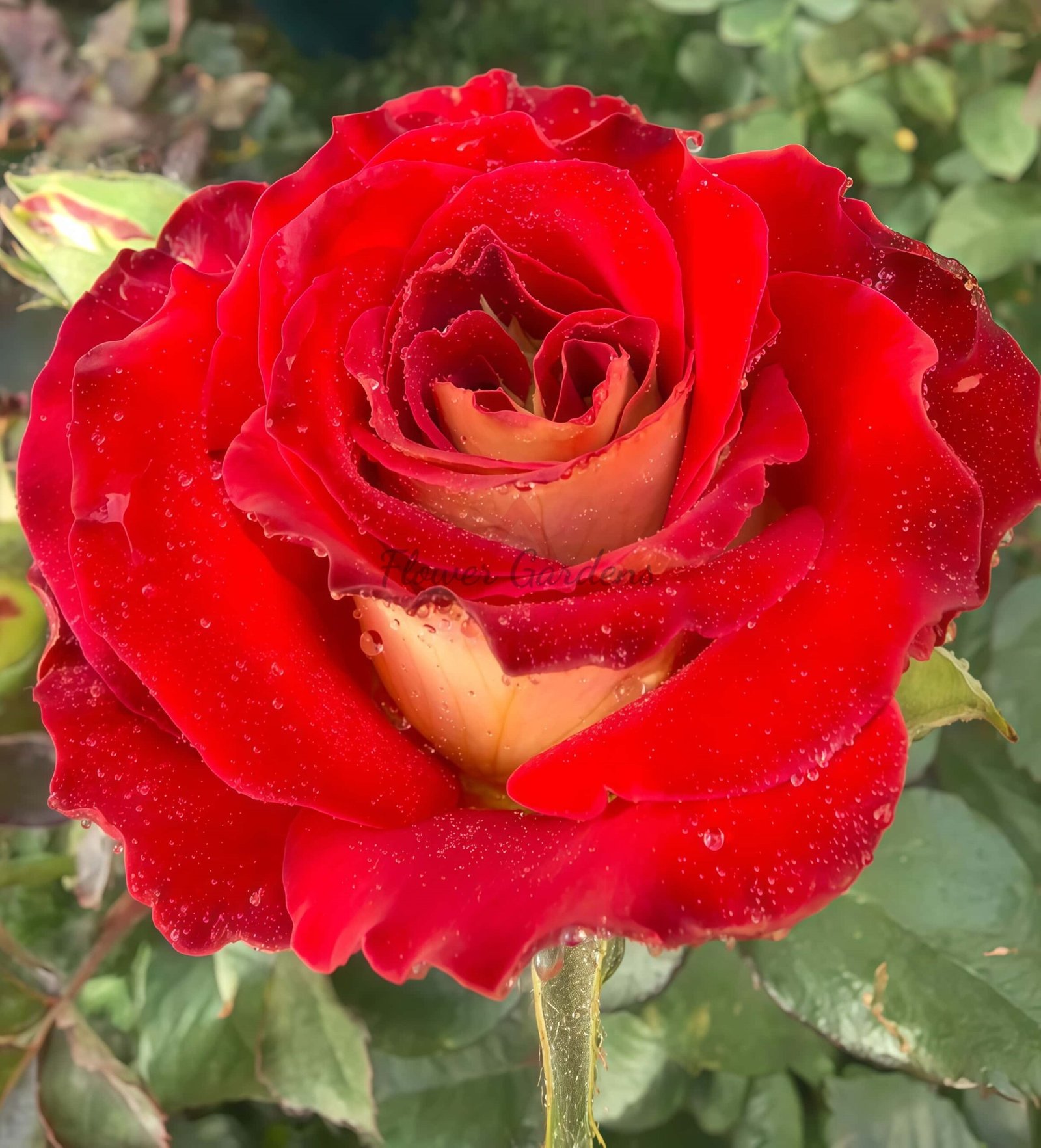 Selfie Rose丨Flower Gardens