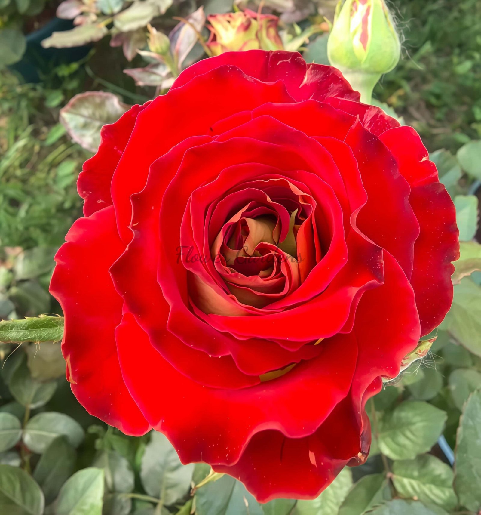 Selfie Rose for sale丨Flower Gardens